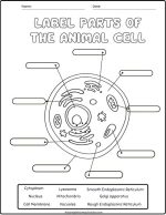 Best Free Animal Cell Worksheets: With Answers & Easy Print! - The ...