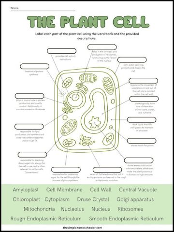 Free Plant Cell Worksheets With Answer Key! - The Simple Homeschooler