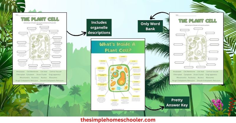 Plant Cell Worksheets with plant Background