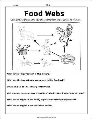 Ferocious Food Chain Worksheets: Free and Easy Print! - The Simple ...