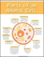 Best Free Animal Cell Worksheets: With Answers & Easy Print! - The ...