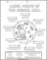 Best Free Animal Cell Worksheets: With Answers & Easy Print! - The ...