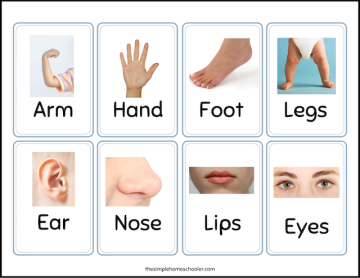 Free Printable Body Parts Flashcards For Kids! - The Simple Homeschooler